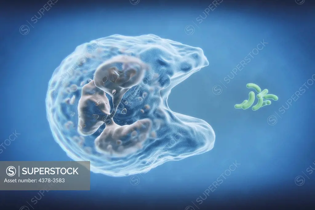 A white blood cell engulfing bacteria in a process called phagocytosis. Neutrophils are phagocytes, capable of ingesting microorganisms or particles, in this case bacteria.