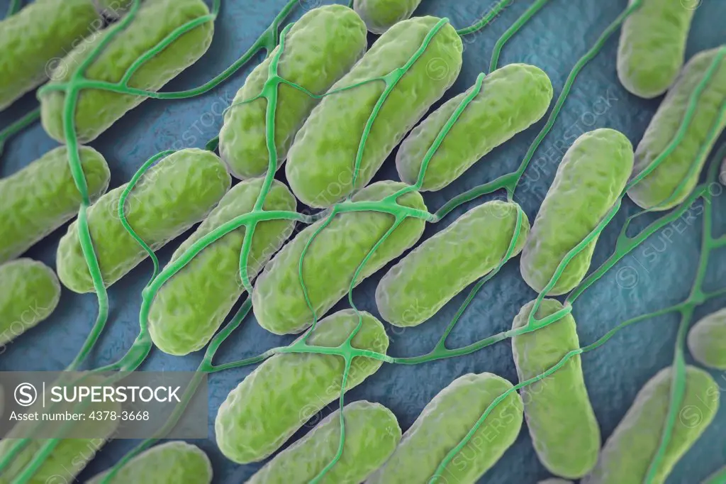 A culture of Salmonella bacteria on a plane surface. Salmonella is a genus of rod-shaped, Gram-negative bacteria.