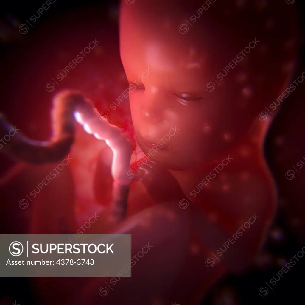 A developing fetus within the womb. (Week 15 after last menstrual period or LMP)