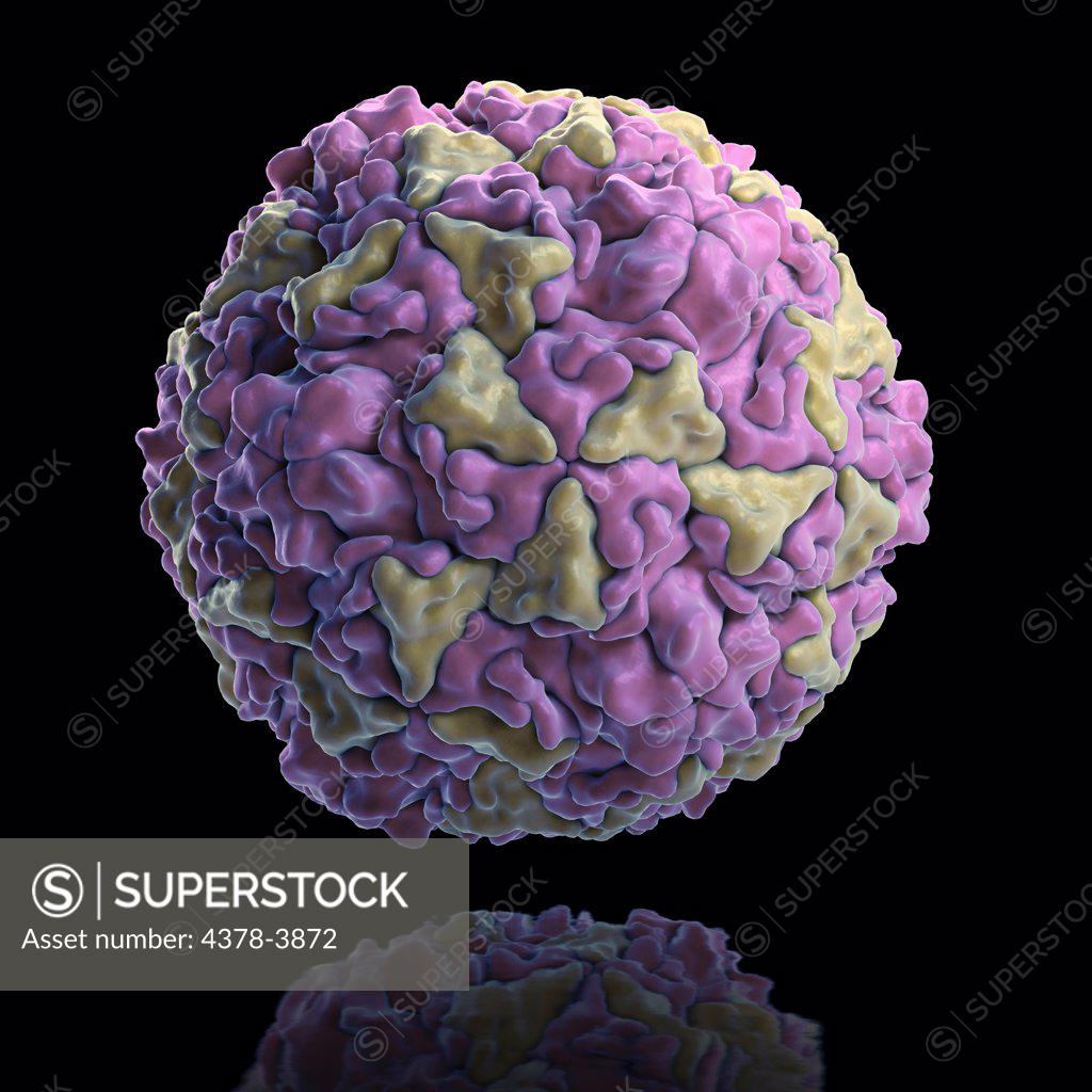 structure-of-human-rhinovirus-pdb-4rhv-rhinoviruses-are-the-most