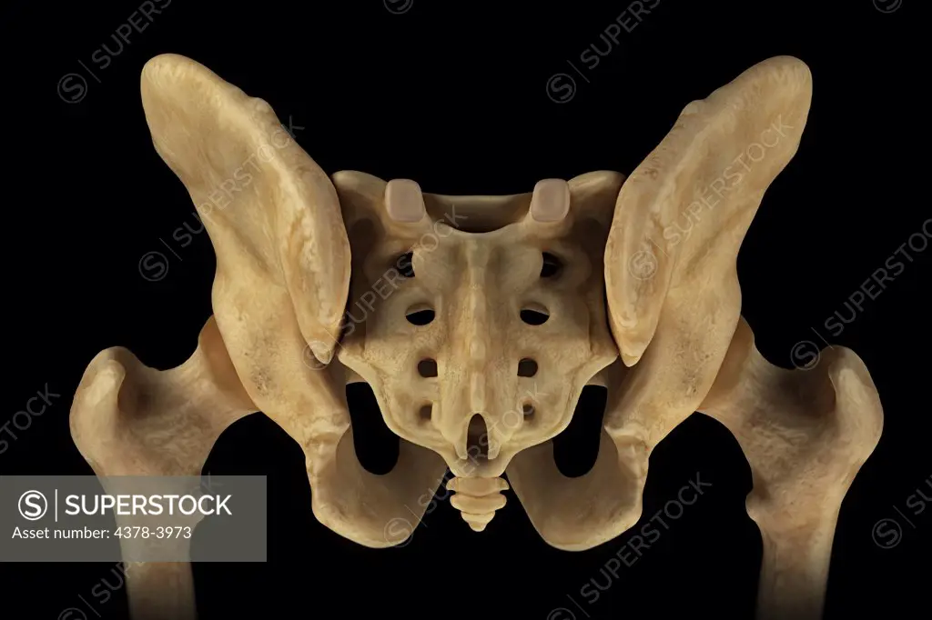 Rear view of the male pelvis, sacrum and hip joints.