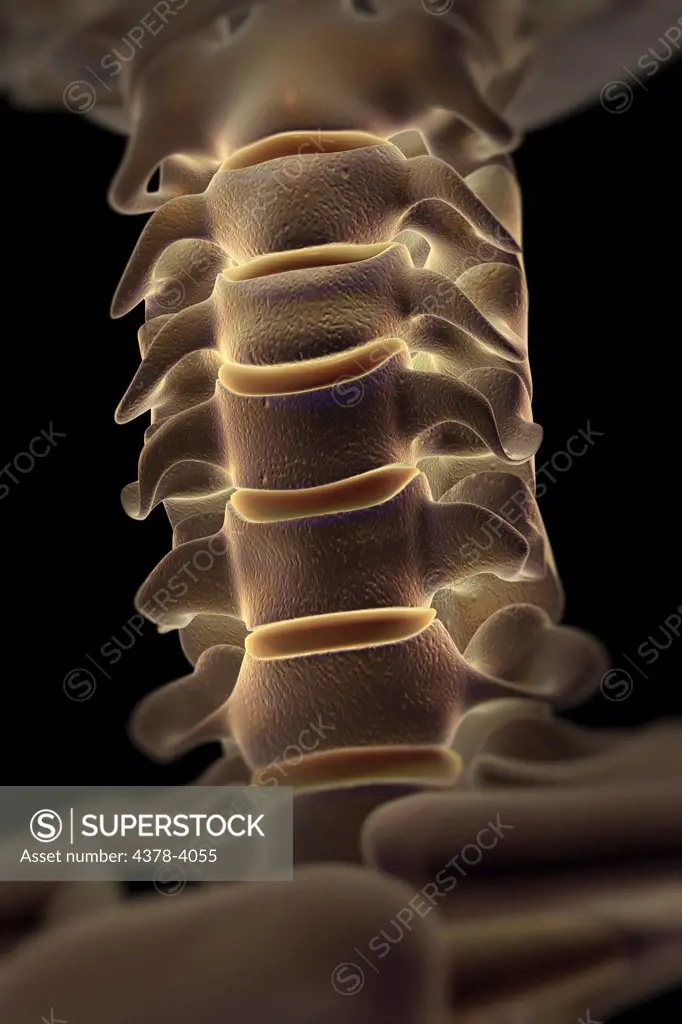 Cervical Spine