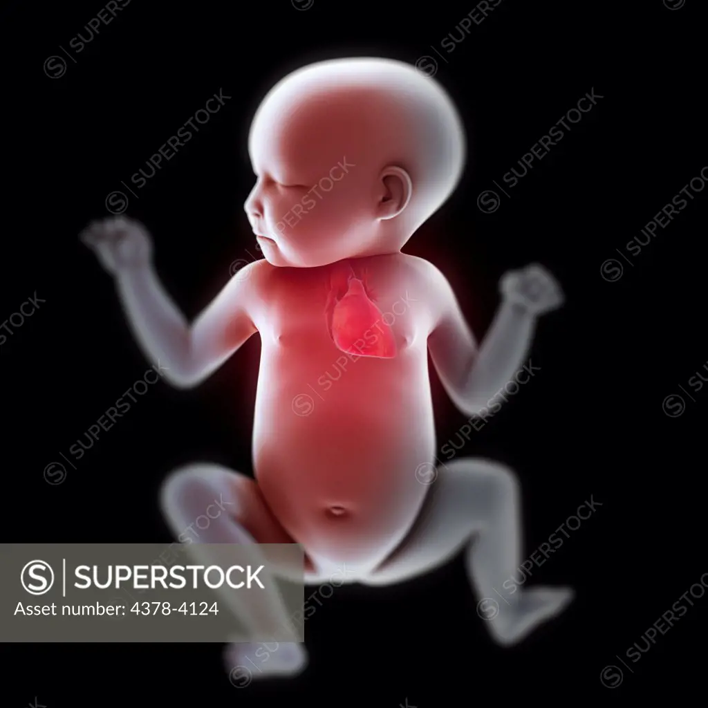 Newborn Anatomy