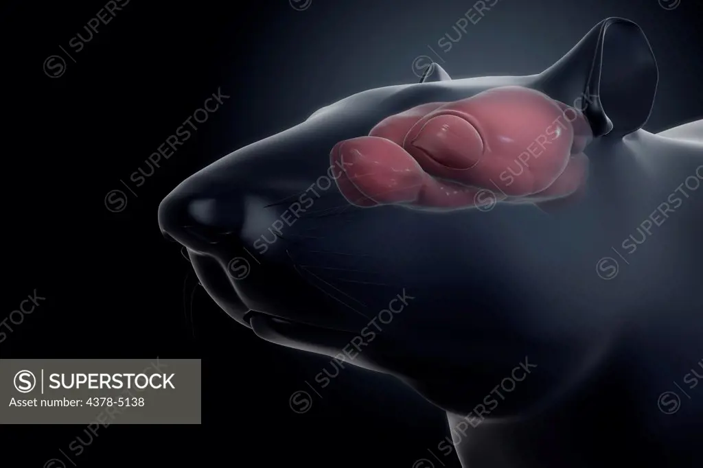 Rat Brain Anatomy