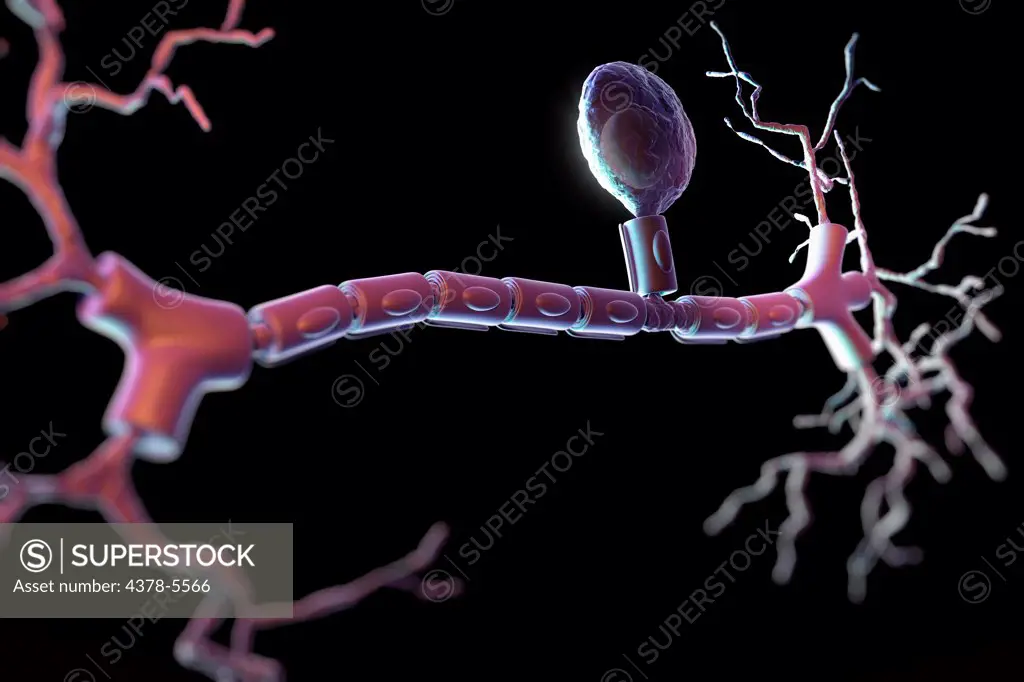 Unipolar Neuron