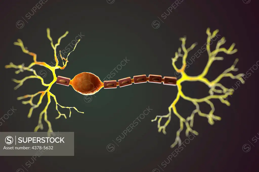 Bipolar Neuron