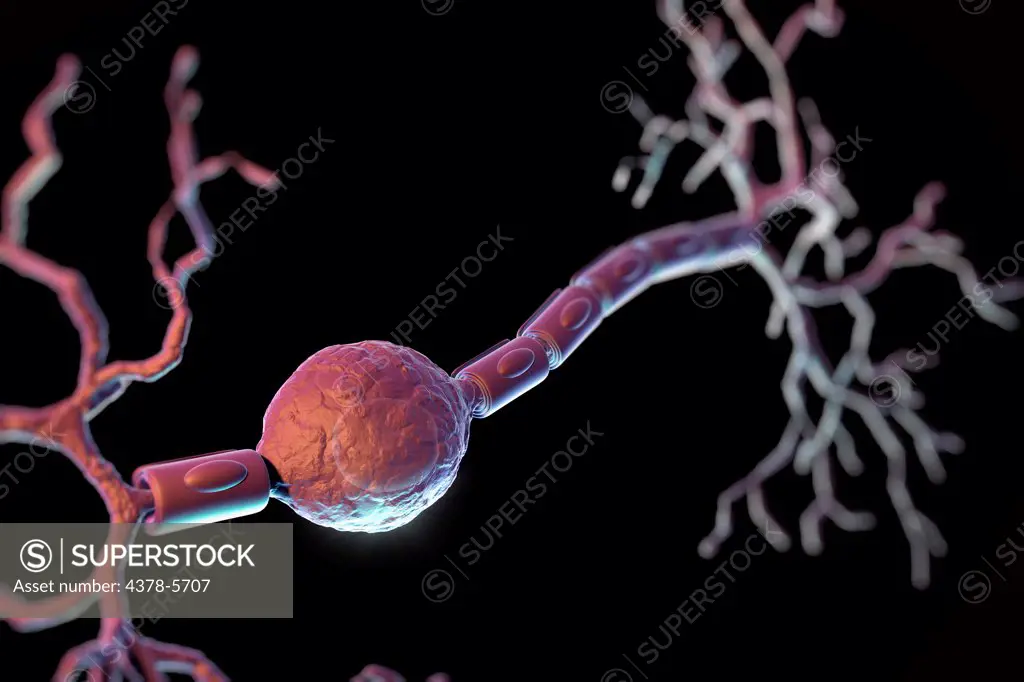 Bipolar Neuron