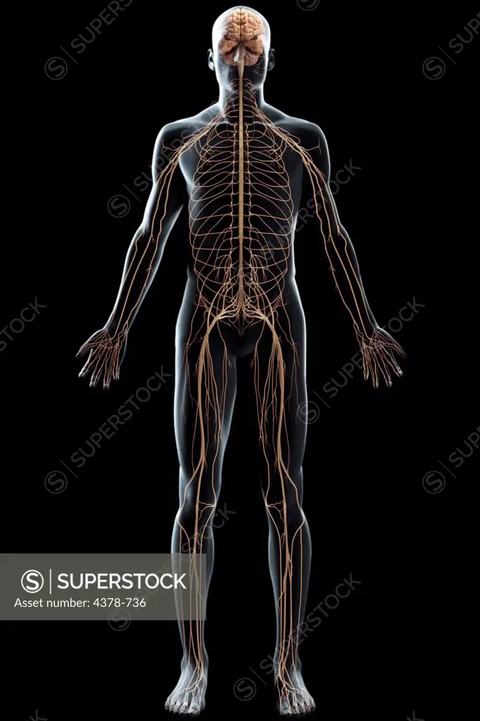 Full body view of the male nervous system and brain.