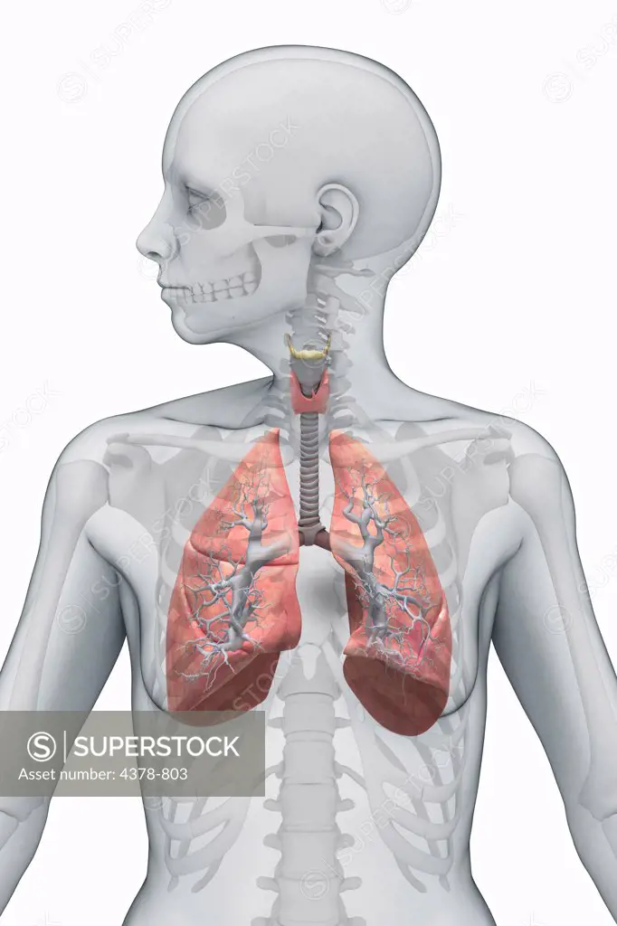 Human lungs highlighted within a female figure (front view). The skeleton is also present.