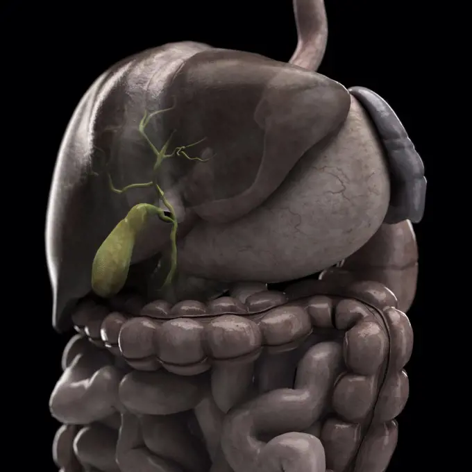 Anatomical model of the human digestive system showing the gallbladder.