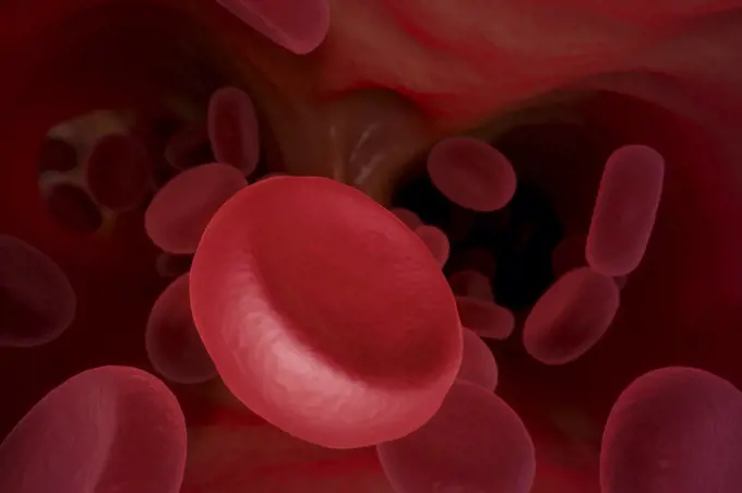 Group of red blood cells circulating in the bloodstream.