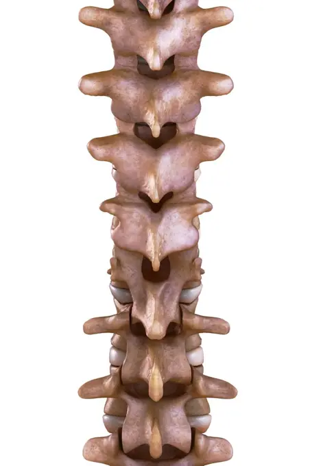 Thoracic Spinal Bones