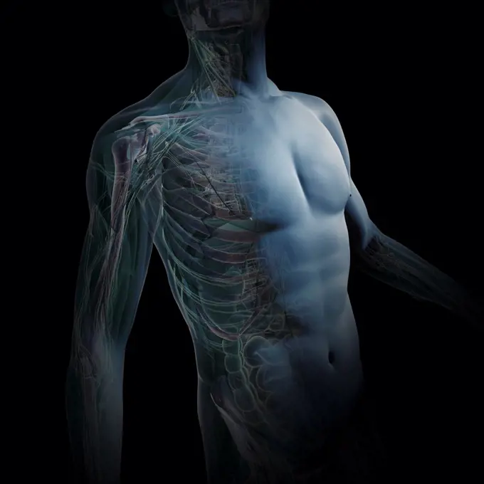 A human model showing internal anatomy.