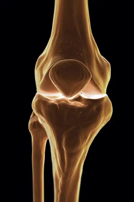 Model showing the human knee joint and its connecting bones.