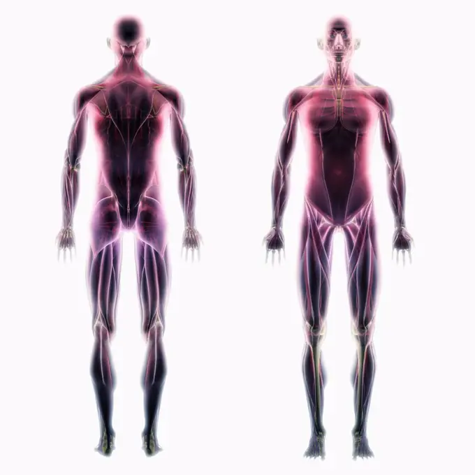 Anatomical model showing dorsal and ventral views of the human muscle system.