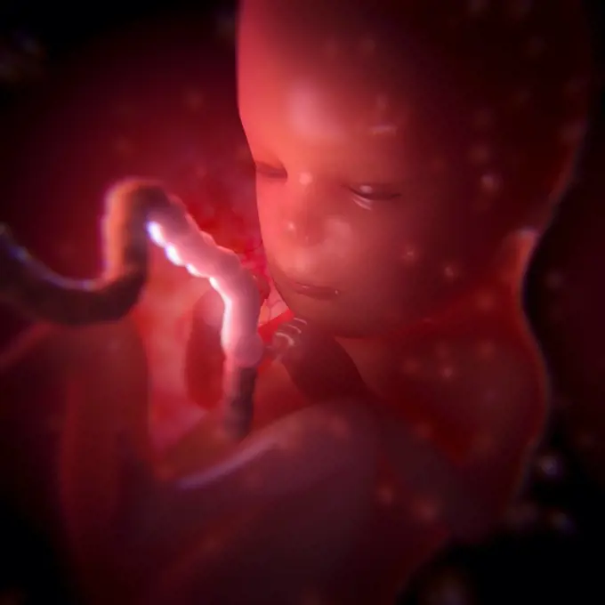 A developing fetus within the womb. (Week 15 after last menstrual period or LMP)