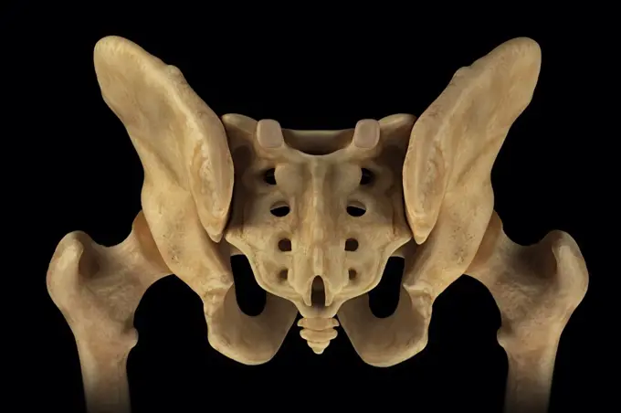 Rear view of the male pelvis, sacrum and hip joints.