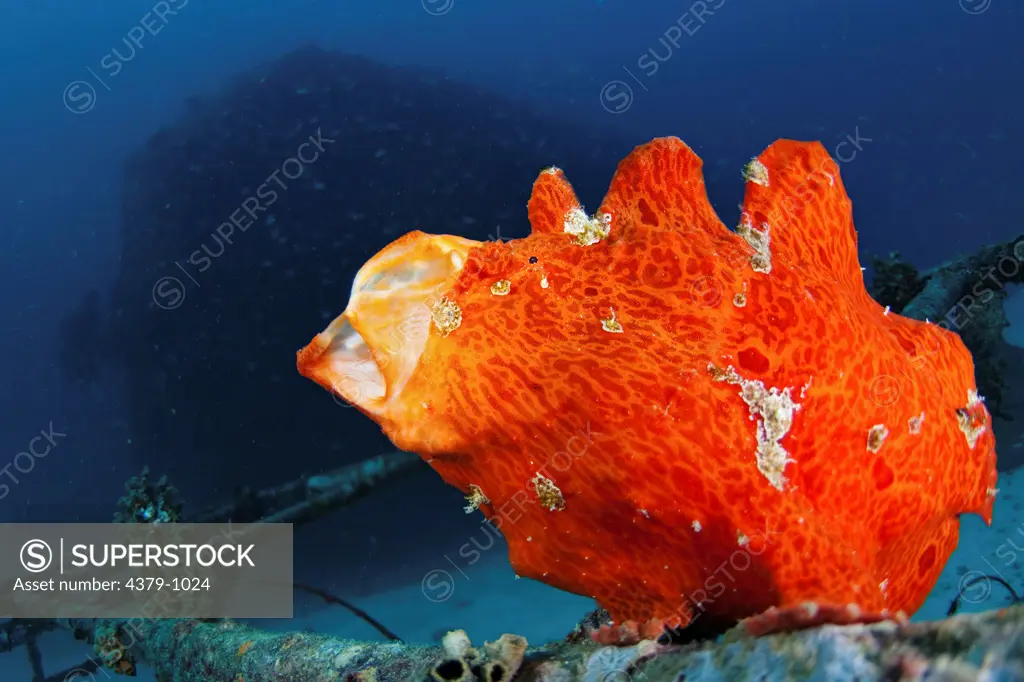 Orange Giant Frogfish, Antennarius commersoni, yawning sequence, The Maldives.