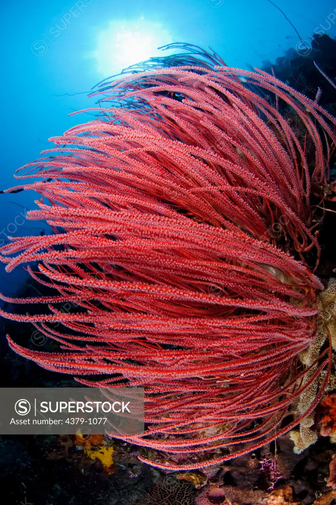 Red whip coral, Ellisella sp, Manado, Sulawesi, Indonesia.