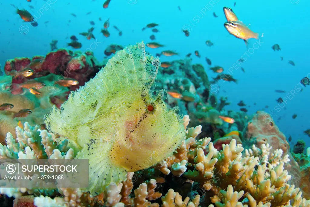 Leaf Scorpionfish, Taenianotus tricanthus, sitting on a reef, Manado, Sulawesi, Indonesia.