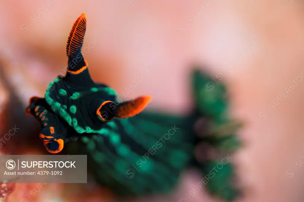 Close up portrait of nudibranch, Nembrotha kubaryana, Manado, Sulawesi, Indonesia.