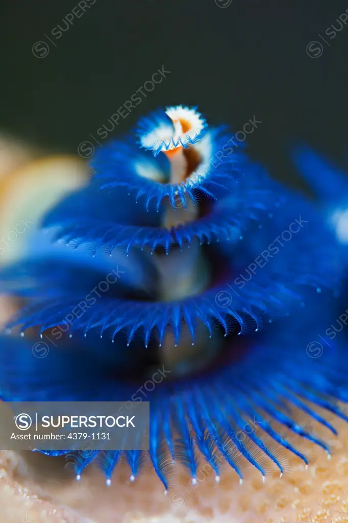 Christmas Tree Worm, Spirobranchus giganteus, Manado, Sulawesi, Indonesia.