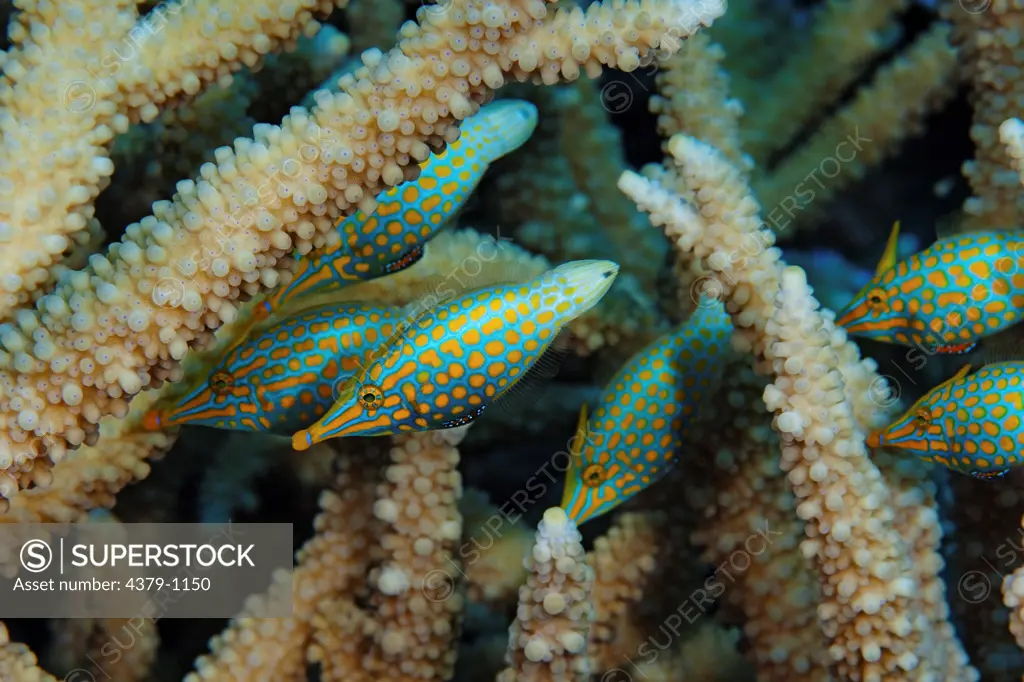 Orange Spotted Filefish Hiding in Acropora Coral