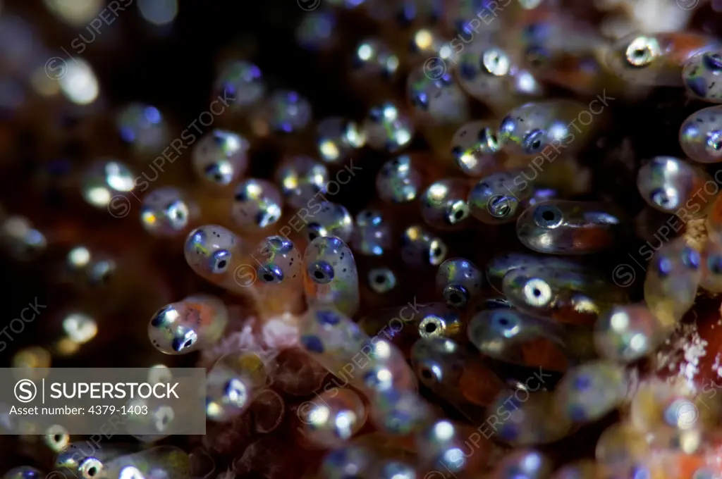 Close-up of developing eggs of Clark's anemonefish (Amphiprion clarkii), Gaafu Alifu Atoll, Maldives