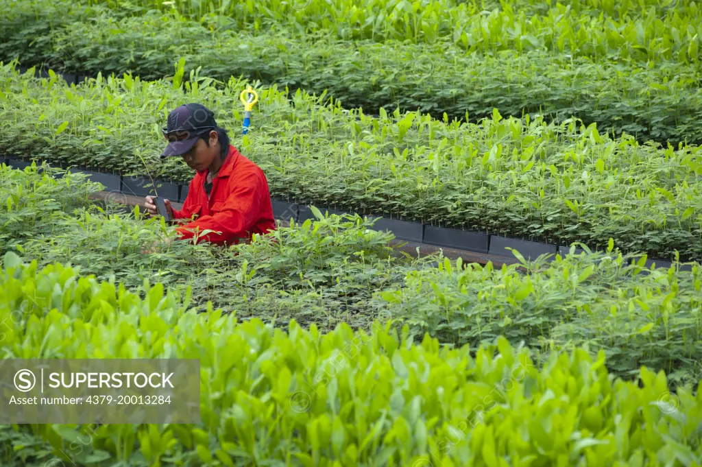 Arranging Acasia mangium seedling at the Nursey Benches, Kota Marudu, Sabah, Malaysia, Borneo