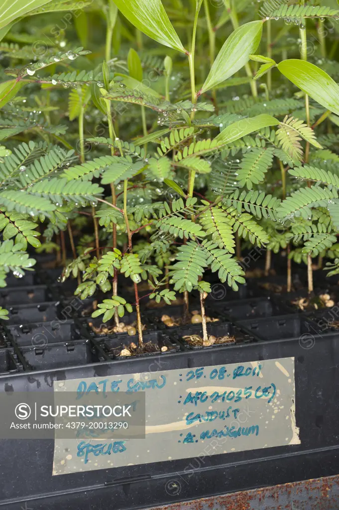 A Close look at the Acacia mangium plants in their nursery, Kota Marudu, Sabah, Malaysia, Borneo