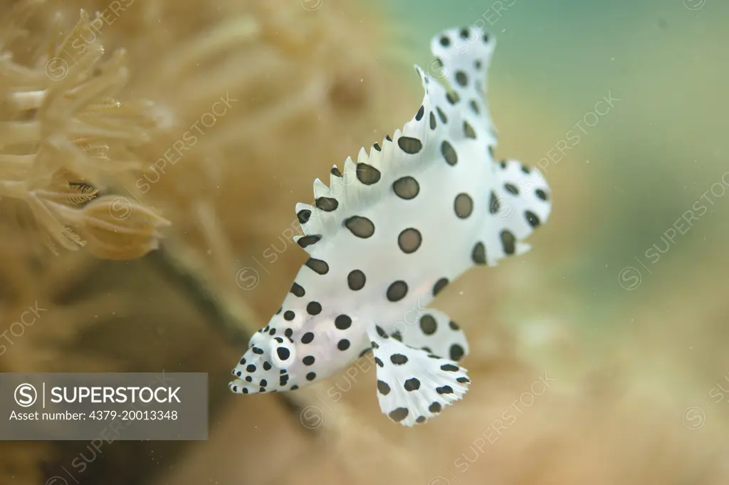 Juvenile Barramundi Cod, Cromileptes altivelis, miming toxic flat fish with a undulating swimming motion, Semporna Straits, Sabah, Malaysia, Borneo.