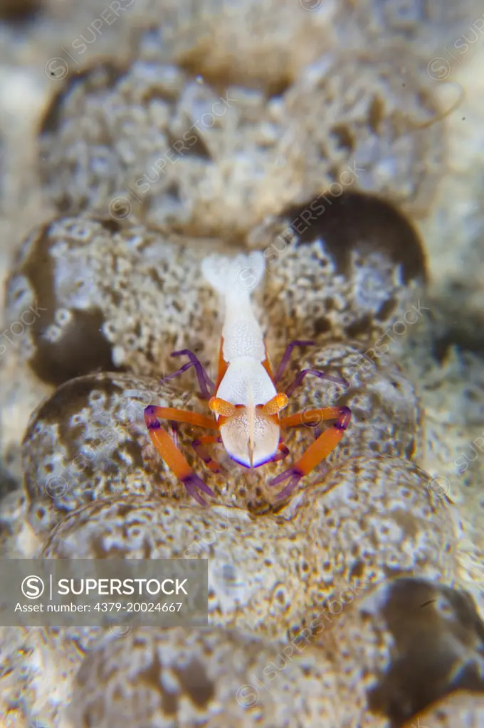 A colourful Emperor Shrimp, Periclimenes imperator, facing the camera, on the surface of a synaptid sea cucumber, Taliabu Island, Sula Islands, Indonesia.