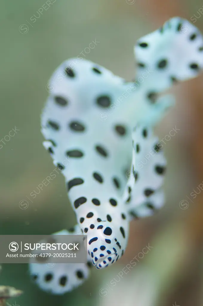 A juvenile Barramundi Cod, Cromileptes altivelis, looking at the camera, Taliabu Island, Sula Islands, Indonesia.