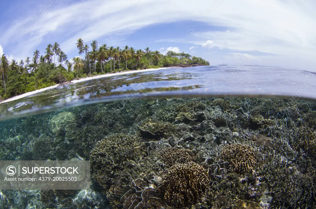 Split-level of hard coral on a reef below, and an island and sky above, Taliabu Island, Sula Islands, Indonesia.