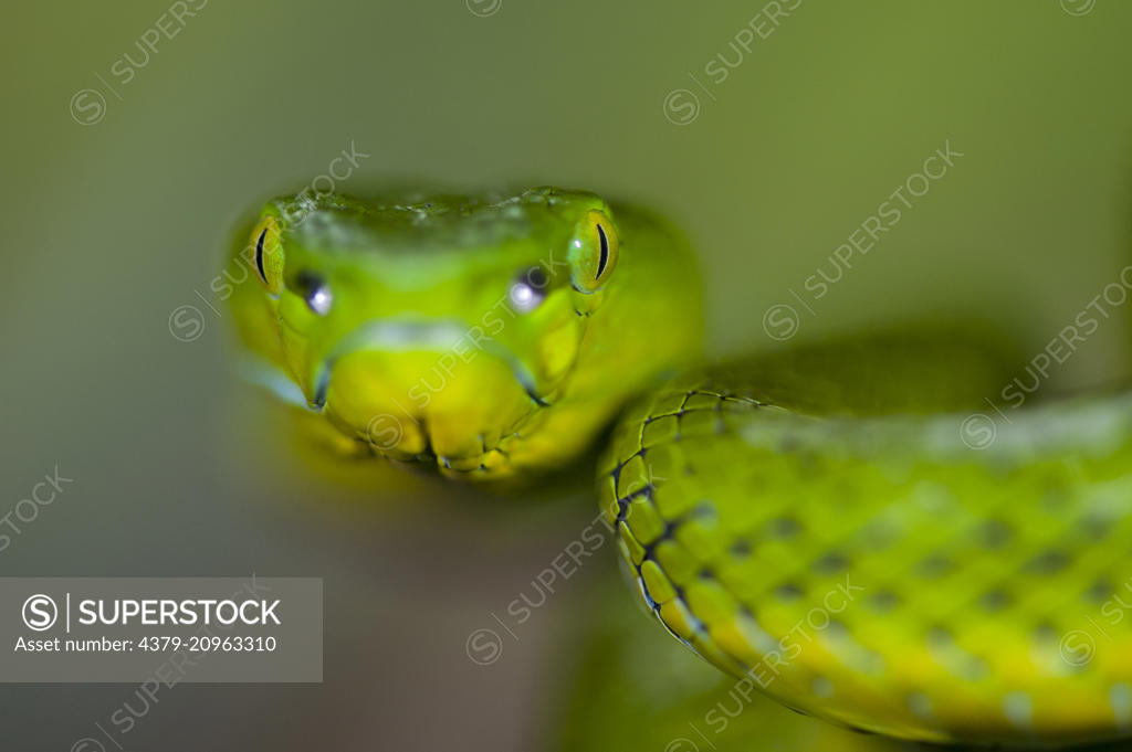 A Cameron Highlands Pit Viper, Trimeresurus nebularis, perched on a branch, Cameron  Highlands, Malaysia. - SuperStock