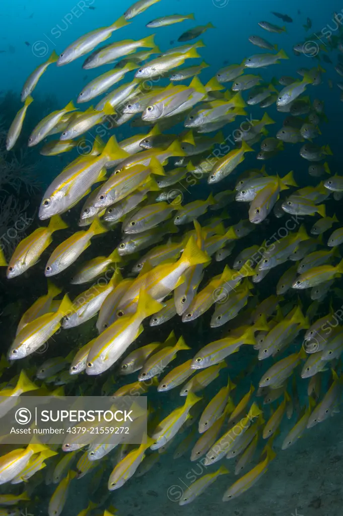 A shoal of Indian Snapper, Lutjanus madras, South Ari Atoll, Maldives, Indian Ocean