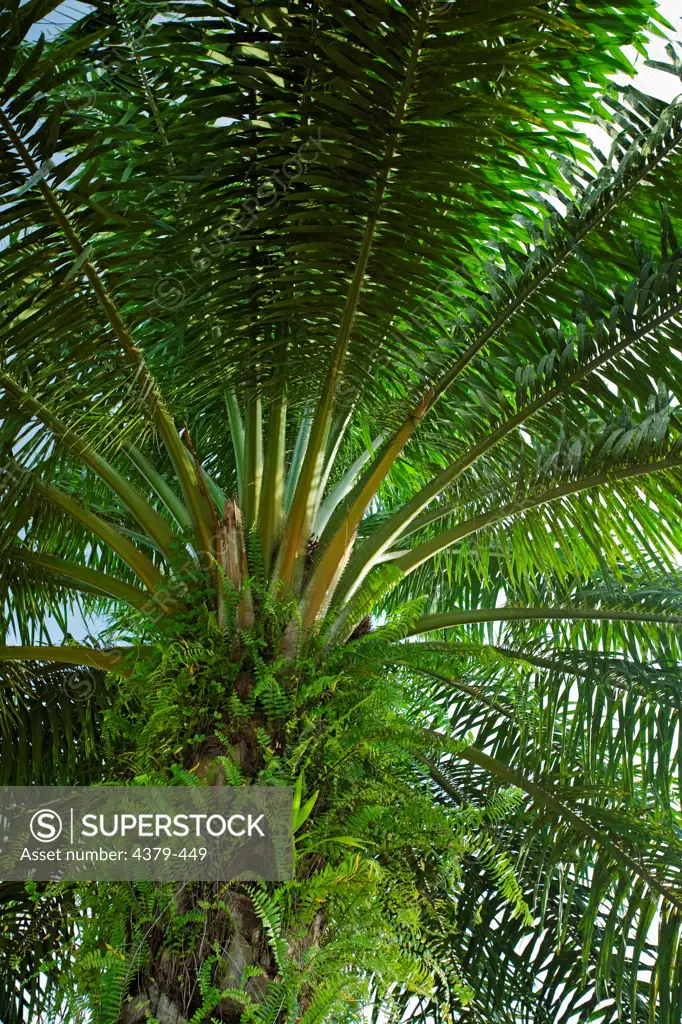 Looking up at an oil palm tree in Sarawak, Malaysia. Oil palms are grown commercially to produce palm oil, which is used around the world as cooking oil and as an ingredient in many processed foods. Palm oil is also used as a biofuel, which has recently caused an increase in demand. However, there are social and environmental issues surrounding oil palm production, since the plantations often compete with native agriculture or rainforest, and palm oil grown for fuel takes up acreage that might o