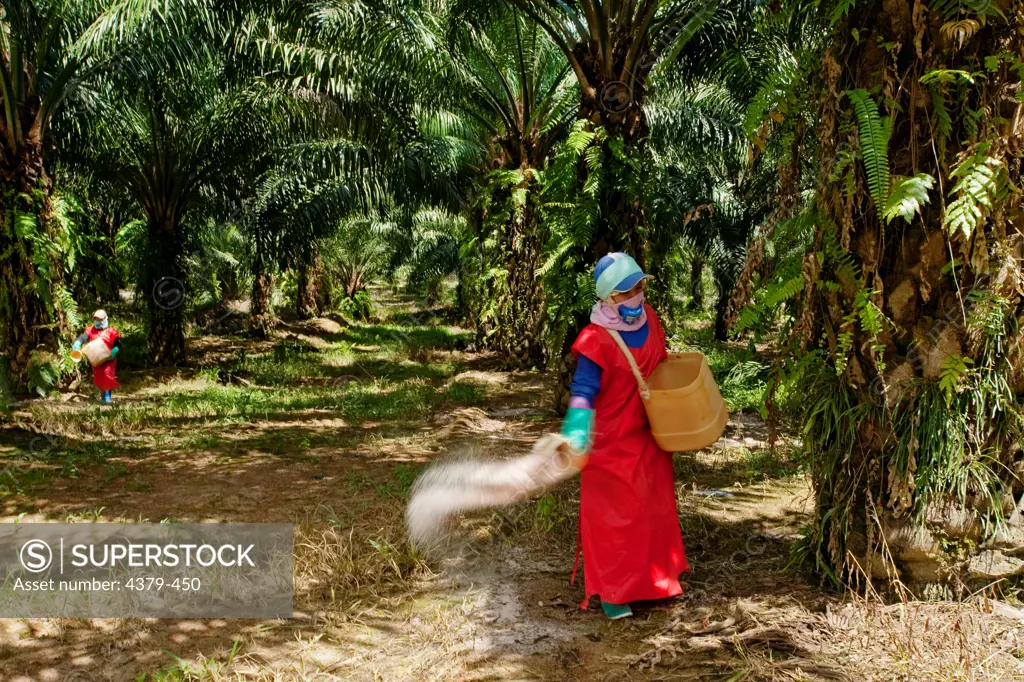 Workers scattering fertilizer pellets at an oil palm plantation in Malaysia. Oil palms are grown commercially to produce palm oil, which is used around the world as cooking oil and as an ingredient in many processed foods. Palm oil is also used as a biofuel, which has recently caused an increase in demand. However, there are social and environmental issues surrounding oil palm production, since the plantations often compete with native agriculture or rainforest, and palm oil grown for fuel takes