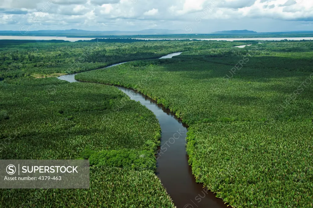 Nipa palm trees growing along the Kinabatangan River, Sabah, Malaysia.