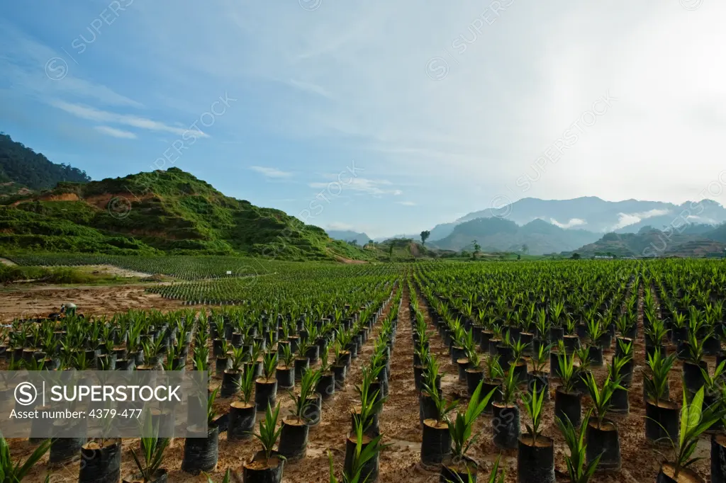 Rows of oil palm seedlings in Bintulu, Sarawak, Malaysia. Oil palms are grown commercially to produce palm oil, which is used around the world as cooking oil and as an ingredient in many processed foods. Palm oil is also used as a biofuel, which has recently caused an increase in demand. However, there are social and environmental issues surrounding oil palm production, since the plantations often compete with native agriculture or rainforest, and palm oil grown for fuel takes up acreage that mi