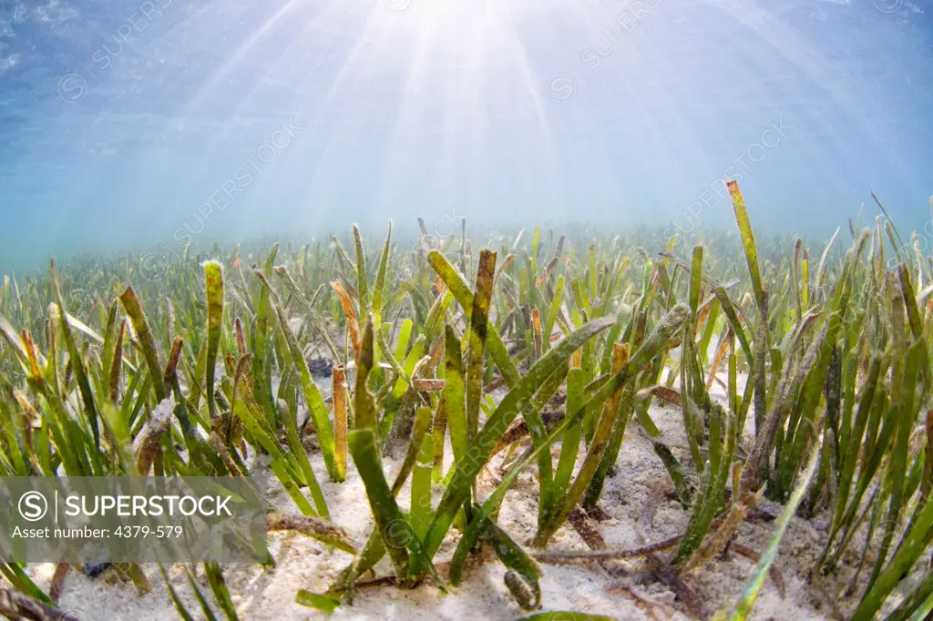 A seagrass bed in shallow water, Raja Ampat Islands, West Papua, Indonesia. Seagrass is a true marine plant.