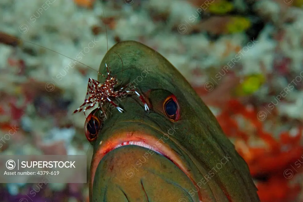 A redmouth grouper, (Aethaloperca rogaa), being cleaned by a clear cleaner shrimp (Urocaridella antonbruunii), in the Maldives.