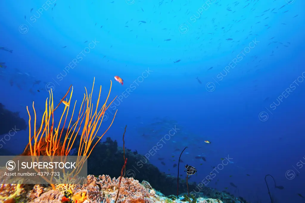 Whip coral, (Ctenocella or Ellisella sp.) on a reef, Felidhu Atoll, Maldives.