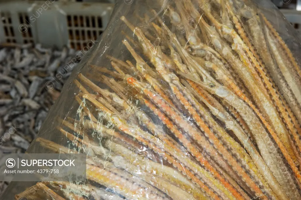 A bag of dried pipefish for sale, Kota Kinabalu, Sabah, Borneo, Malaysia.