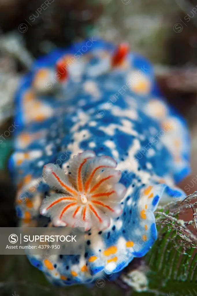 A nudibranch (Hypselodoris infucata), near Dili, East Timor.