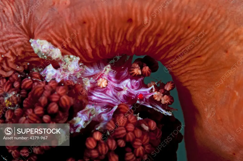 A spider crab (Hoplophrys oatesii), also called a soft coral crab (the pink-and-white candy stripped creature), on soft coral, near Dili, East Timor.