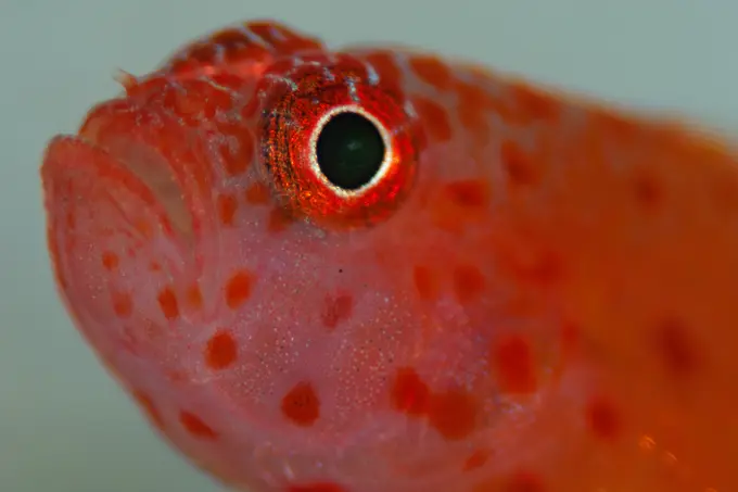 Portrait of an Orange-spotted Pygmy-goby, Trimma flammeum, The Maldives.