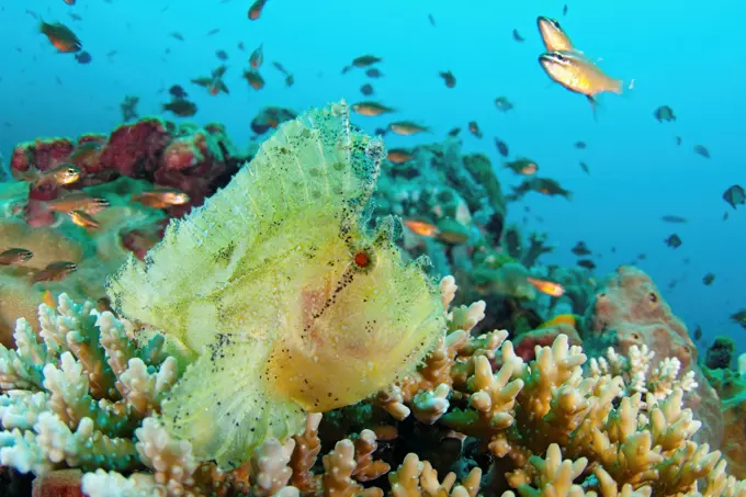 Leaf Scorpionfish, Taenianotus tricanthus, sitting on a reef, Manado, Sulawesi, Indonesia.