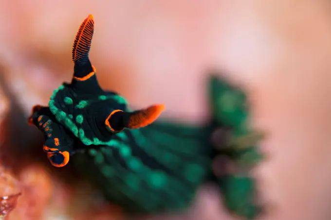 Close up portrait of nudibranch, Nembrotha kubaryana, Manado, Sulawesi, Indonesia.