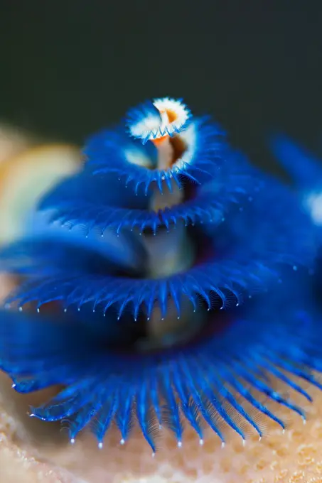 Christmas Tree Worm, Spirobranchus giganteus, Manado, Sulawesi, Indonesia.